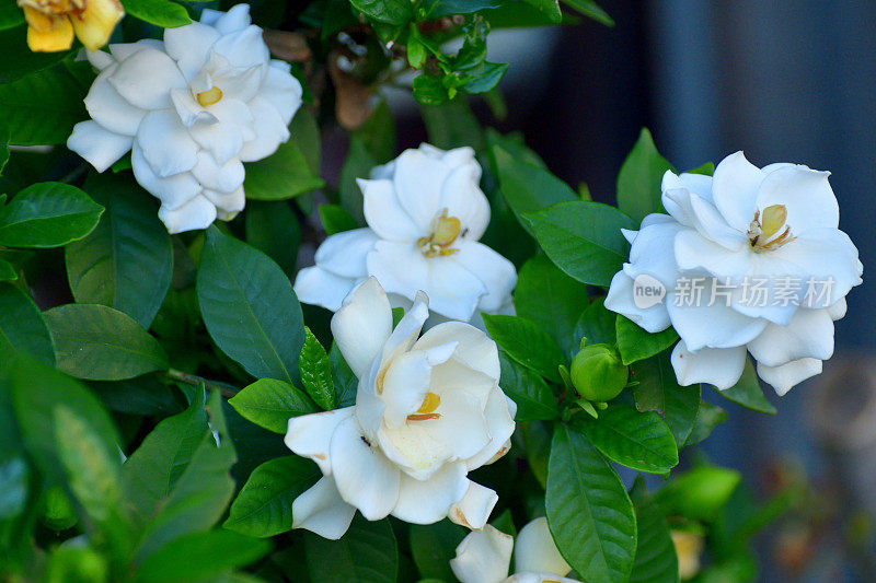 栀子花/栀子花